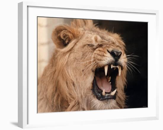 Lions, March 1992-null-Framed Photographic Print