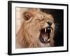Lions, March 1992-null-Framed Photographic Print