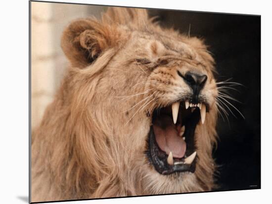 Lions, March 1992-null-Mounted Photographic Print