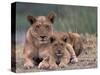 Lions, Okavango Delta, Botswana-Art Wolfe-Stretched Canvas