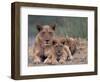 Lions, Okavango Delta, Botswana-Art Wolfe-Framed Photographic Print