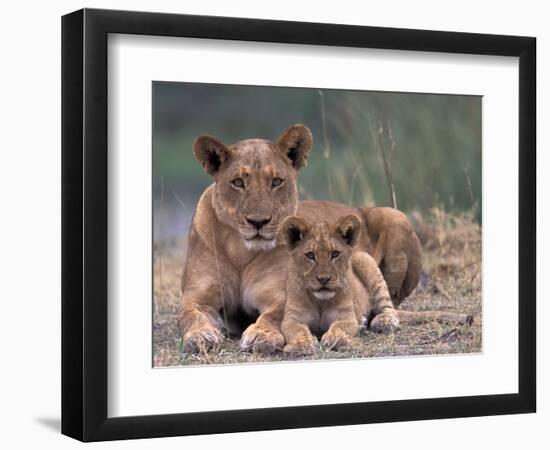 Lions, Okavango Delta, Botswana-Art Wolfe-Framed Photographic Print