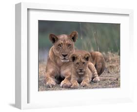 Lions, Okavango Delta, Botswana-Art Wolfe-Framed Photographic Print