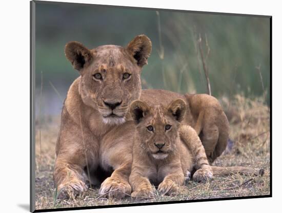 Lions, Okavango Delta, Botswana-Art Wolfe-Mounted Photographic Print