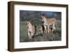 Lions on Dirt Mound-DLILLC-Framed Photographic Print