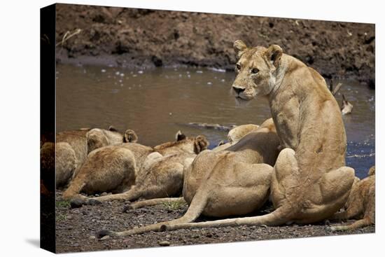 Lions (Panthera Leo) Drinking-James Hager-Stretched Canvas