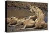 Lions (Panthera Leo) Drinking-James Hager-Stretched Canvas