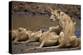 Lions (Panthera Leo) Drinking-James Hager-Stretched Canvas