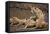 Lions (Panthera Leo) Drinking-James Hager-Framed Stretched Canvas