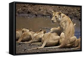 Lions (Panthera Leo) Drinking-James Hager-Framed Stretched Canvas