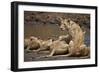 Lions (Panthera Leo) Drinking-James Hager-Framed Photographic Print