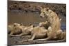 Lions (Panthera Leo) Drinking-James Hager-Mounted Photographic Print