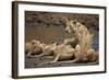 Lions (Panthera Leo) Drinking-James Hager-Framed Photographic Print