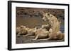 Lions (Panthera Leo) Drinking-James Hager-Framed Photographic Print
