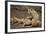 Lions (Panthera Leo) Drinking-James Hager-Framed Photographic Print