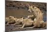 Lions (Panthera Leo) Drinking-James Hager-Mounted Photographic Print