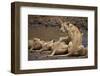 Lions (Panthera Leo) Drinking-James Hager-Framed Photographic Print