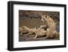 Lions (Panthera Leo) Drinking-James Hager-Framed Photographic Print