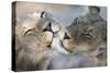 Lions (Panthera Leo) Grooming, Kgalagadi Transfrontier Park, South Africa, Africa-Ann and Steve Toon-Stretched Canvas