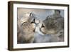 Lions (Panthera Leo) Grooming, Kgalagadi Transfrontier Park, South Africa, Africa-Ann and Steve Toon-Framed Photographic Print