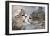 Lions (Panthera Leo) Grooming, Kgalagadi Transfrontier Park, South Africa, Africa-Ann and Steve Toon-Framed Photographic Print