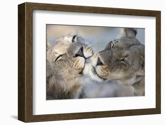 Lions (Panthera Leo) Grooming, Kgalagadi Transfrontier Park, South Africa, Africa-Ann and Steve Toon-Framed Photographic Print