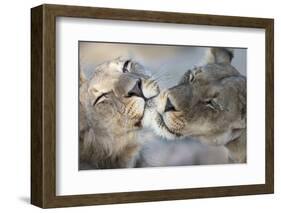 Lions (Panthera Leo) Grooming, Kgalagadi Transfrontier Park, South Africa, Africa-Ann and Steve Toon-Framed Photographic Print