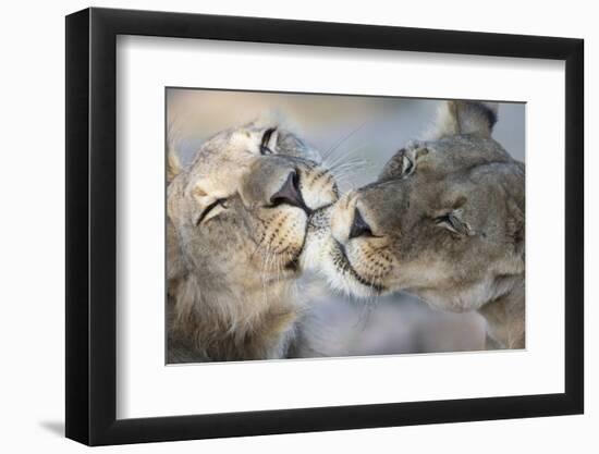Lions (Panthera Leo) Grooming, Kgalagadi Transfrontier Park, South Africa, Africa-Ann and Steve Toon-Framed Photographic Print