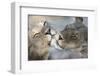 Lions (Panthera Leo) Grooming, Kgalagadi Transfrontier Park, South Africa, Africa-Ann and Steve Toon-Framed Photographic Print