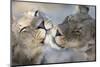 Lions (Panthera Leo) Grooming, Kgalagadi Transfrontier Park, South Africa, Africa-Ann and Steve Toon-Mounted Photographic Print