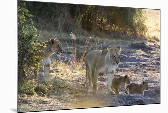 Lions (Panthera leo), Khwai Conservation Area, Okavango Delta, Botswana, Africa-Sergio Pitamitz-Mounted Photographic Print