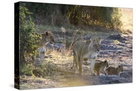 Lions (Panthera leo), Khwai Conservation Area, Okavango Delta, Botswana, Africa-Sergio Pitamitz-Stretched Canvas
