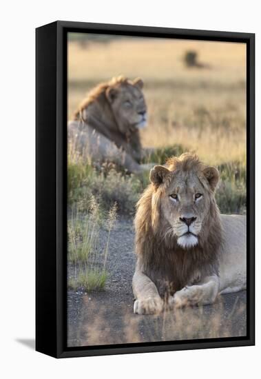 Lions (Panthera Leo), Mountain Zebra National Park, Eastern Cape, South Africa, Africa-Ann and Steve Toon-Framed Stretched Canvas