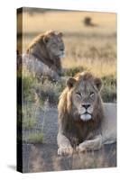 Lions (Panthera Leo), Mountain Zebra National Park, Eastern Cape, South Africa, Africa-Ann and Steve Toon-Stretched Canvas