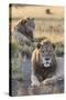 Lions (Panthera Leo), Mountain Zebra National Park, Eastern Cape, South Africa, Africa-Ann and Steve Toon-Stretched Canvas