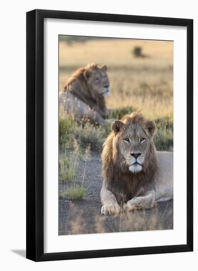 Lions (Panthera Leo), Mountain Zebra National Park, Eastern Cape, South Africa, Africa-Ann and Steve Toon-Framed Photographic Print