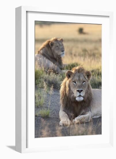 Lions (Panthera Leo), Mountain Zebra National Park, Eastern Cape, South Africa, Africa-Ann and Steve Toon-Framed Photographic Print