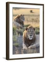 Lions (Panthera Leo), Mountain Zebra National Park, Eastern Cape, South Africa, Africa-Ann and Steve Toon-Framed Photographic Print