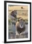 Lions (Panthera Leo), Mountain Zebra National Park, Eastern Cape, South Africa, Africa-Ann and Steve Toon-Framed Photographic Print