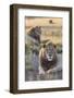 Lions (Panthera Leo), Mountain Zebra National Park, Eastern Cape, South Africa, Africa-Ann and Steve Toon-Framed Photographic Print