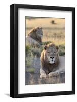 Lions (Panthera Leo), Mountain Zebra National Park, Eastern Cape, South Africa, Africa-Ann and Steve Toon-Framed Photographic Print