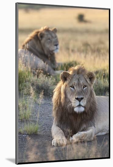 Lions (Panthera Leo), Mountain Zebra National Park, Eastern Cape, South Africa, Africa-Ann and Steve Toon-Mounted Photographic Print