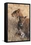 Lions (Panthera Leo), Okavango Delta, Botswana, Africa-Sergio Pitamitz-Framed Stretched Canvas