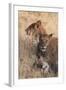 Lions (Panthera Leo), Okavango Delta, Botswana, Africa-Sergio Pitamitz-Framed Photographic Print
