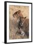 Lions (Panthera Leo), Okavango Delta, Botswana, Africa-Sergio Pitamitz-Framed Photographic Print