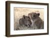 Lions (Panthera Leo), Okavango Delta, Botswana, Africa-Sergio Pitamitz-Framed Photographic Print