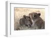 Lions (Panthera Leo), Okavango Delta, Botswana, Africa-Sergio Pitamitz-Framed Photographic Print