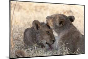 Lions (Panthera Leo), Okavango Delta, Botswana, Africa-Sergio Pitamitz-Mounted Photographic Print