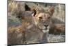 Lions (Panthera Leo), Okavango Delta, Botswana, Africa-Sergio Pitamitz-Mounted Photographic Print