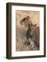 Lions (Panthera Leo), Okavango Delta, Botswana, Africa-Sergio Pitamitz-Framed Photographic Print